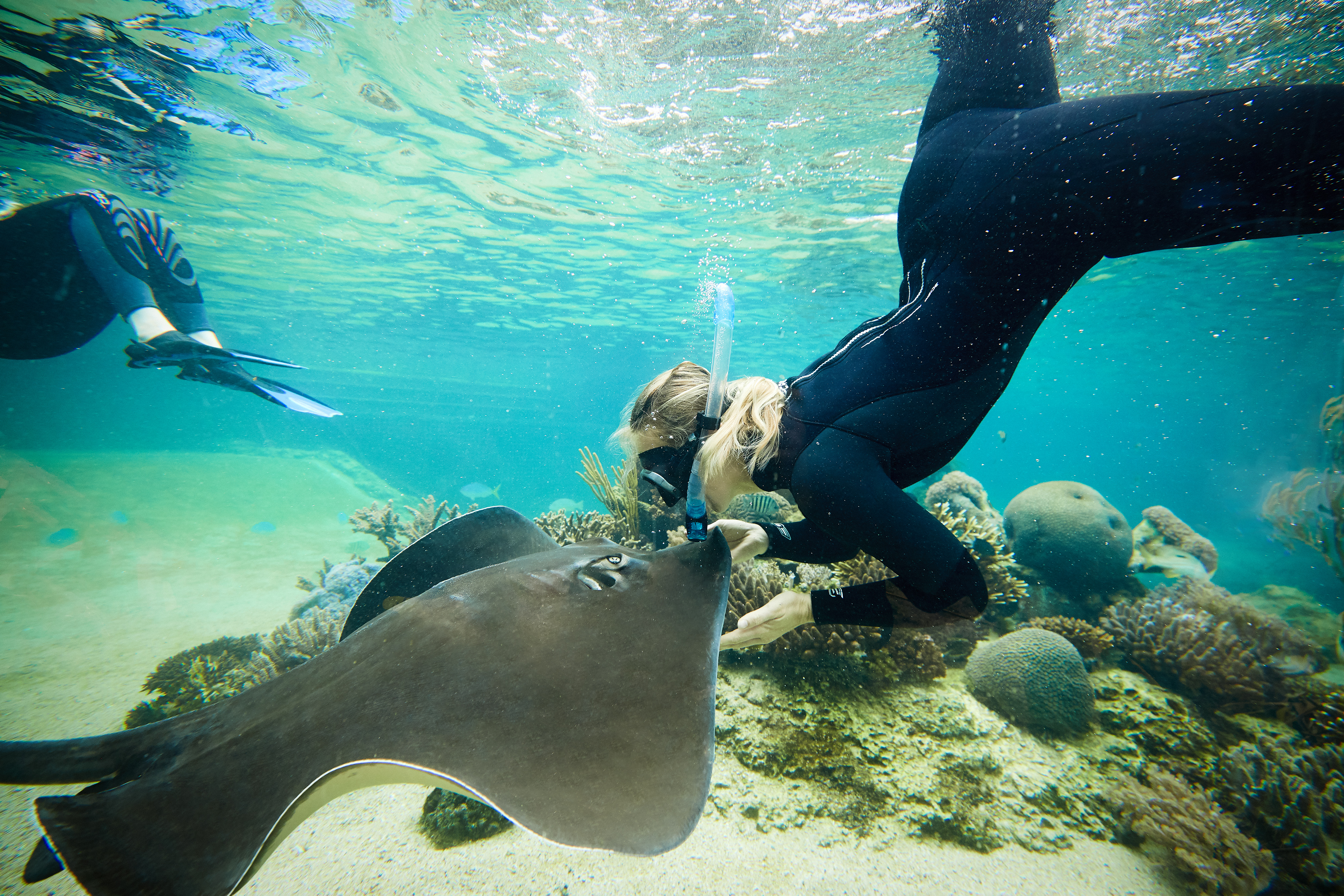 Daydream Island Resort launches new Guided Snorkel experience